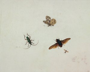 Cuatro insectos de Johannes Bronkhorst